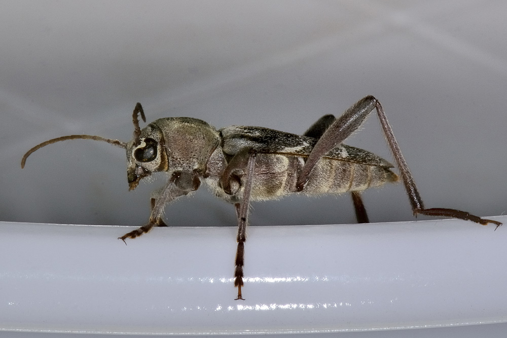 Xylotrechus stebbingi